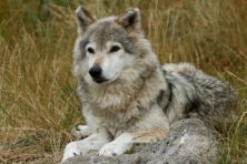 Zonder jacht zal moordende wolf niet schikken en plooien