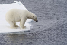 Als de neuzen maar dezelfde kant op staan