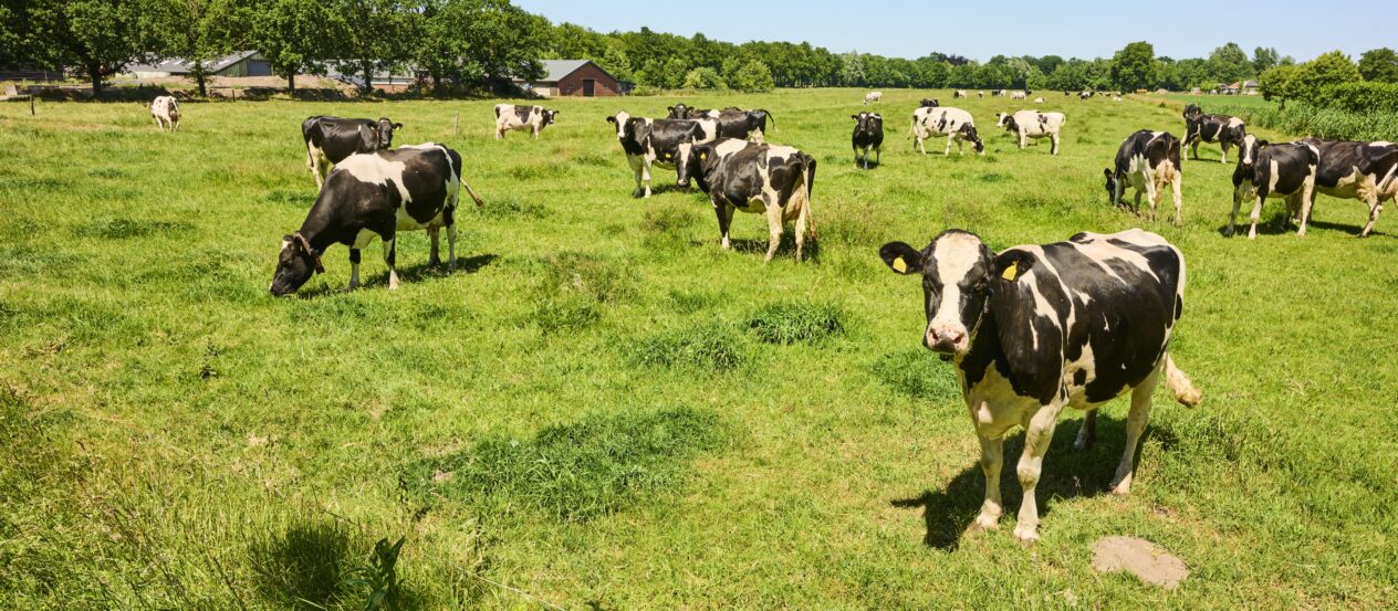 De beladen grens van maximaal aantal koeien per hectare EW