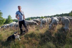 Niessen met zijn kudde schapen en zijn herdershond