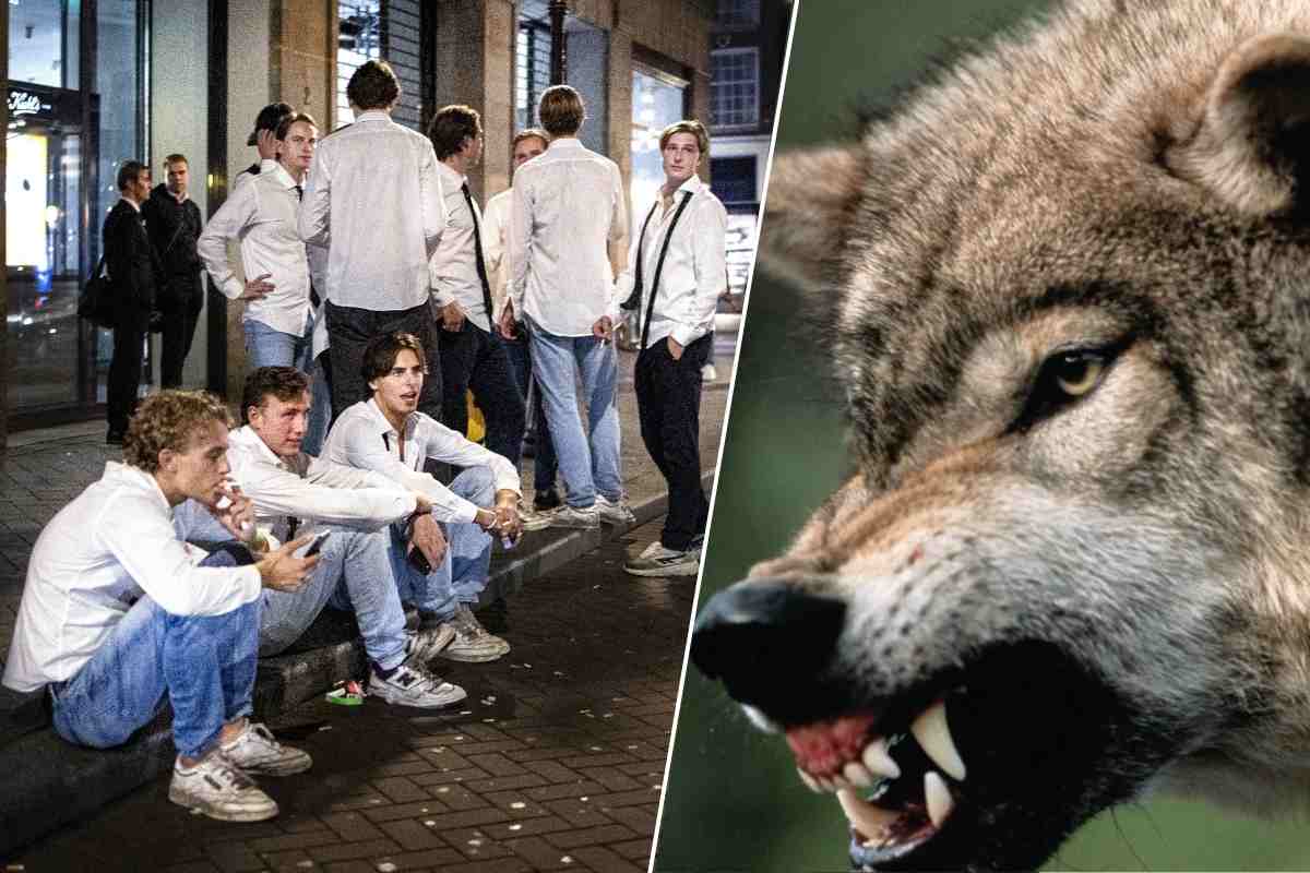Ontgroening afgeblazen: ‘probleemwolf’ jaagt Amsterdamse studenten het bos uit