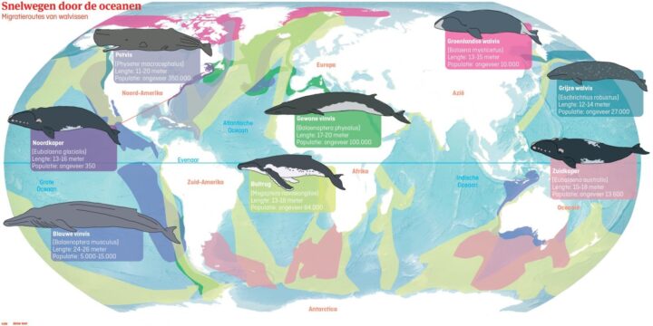 Snelwegen door de oceanen, migratiestromen van walvissen