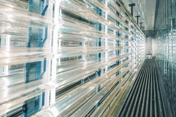 Opstelling waarin eigen algen worden gekweekt die dienen als voeding voor de oesters.