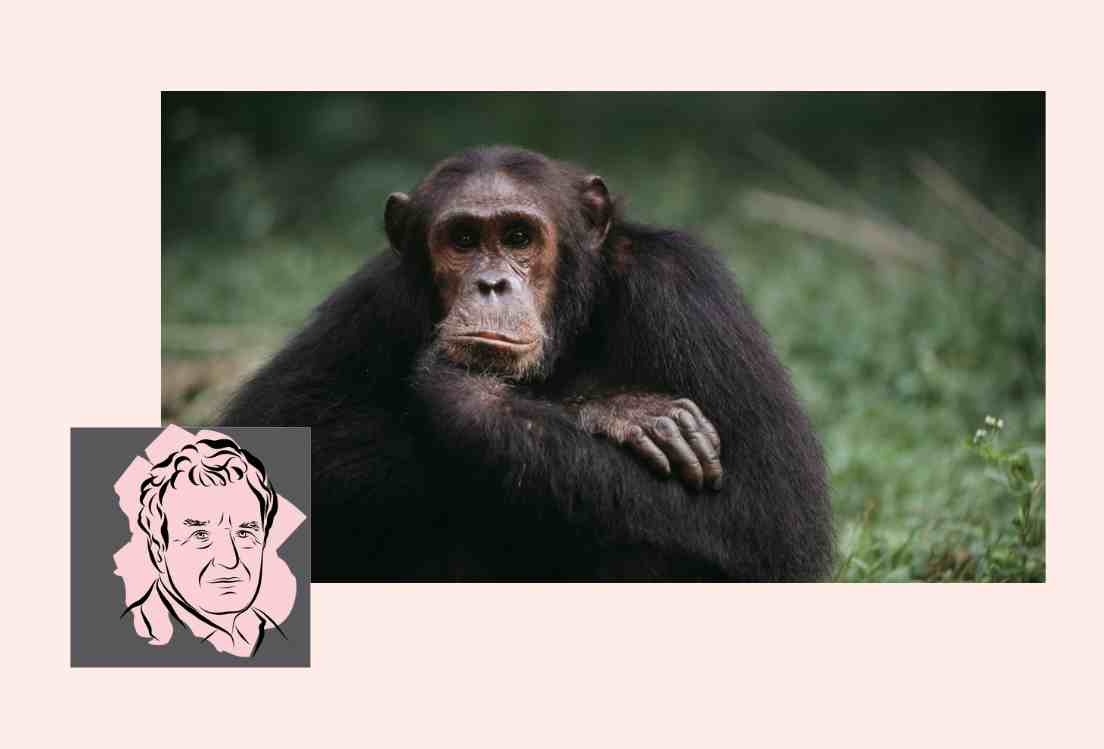 Wat chimpansees ons leren over drank: elke dag een glas, dat mag