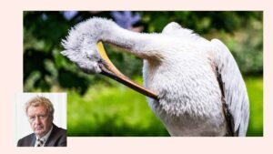 Volgens biologen is het water in Nederland weer zo schoon dat de kroeskoppelikaan weer kan worden uitgezet. (Foto: ANP)